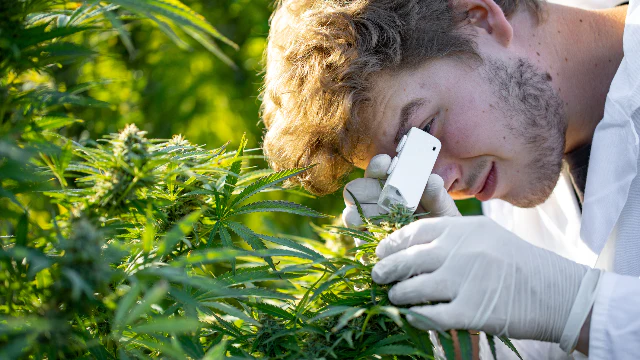 5starsstocks.com Cannabis
